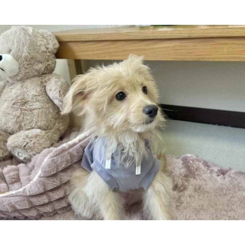 販売中の福岡県のポメプー:ポメラニアン×トイプードル-406552の3枚目