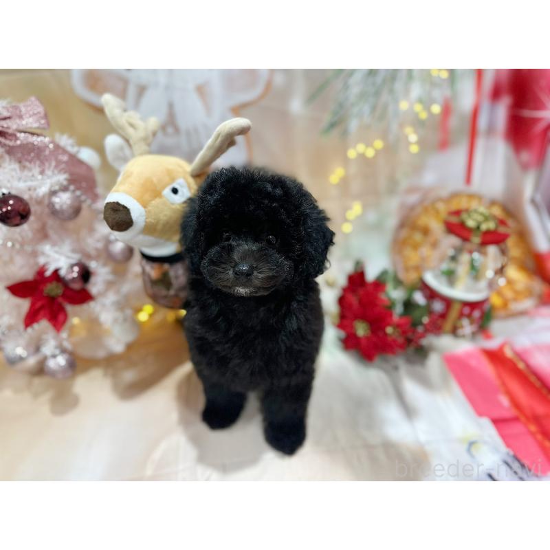 成約済の京都府のトイプードル-415536の13枚目