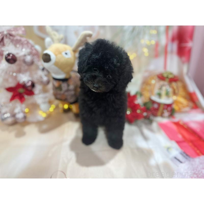 成約済の京都府のトイプードル-415536の12枚目