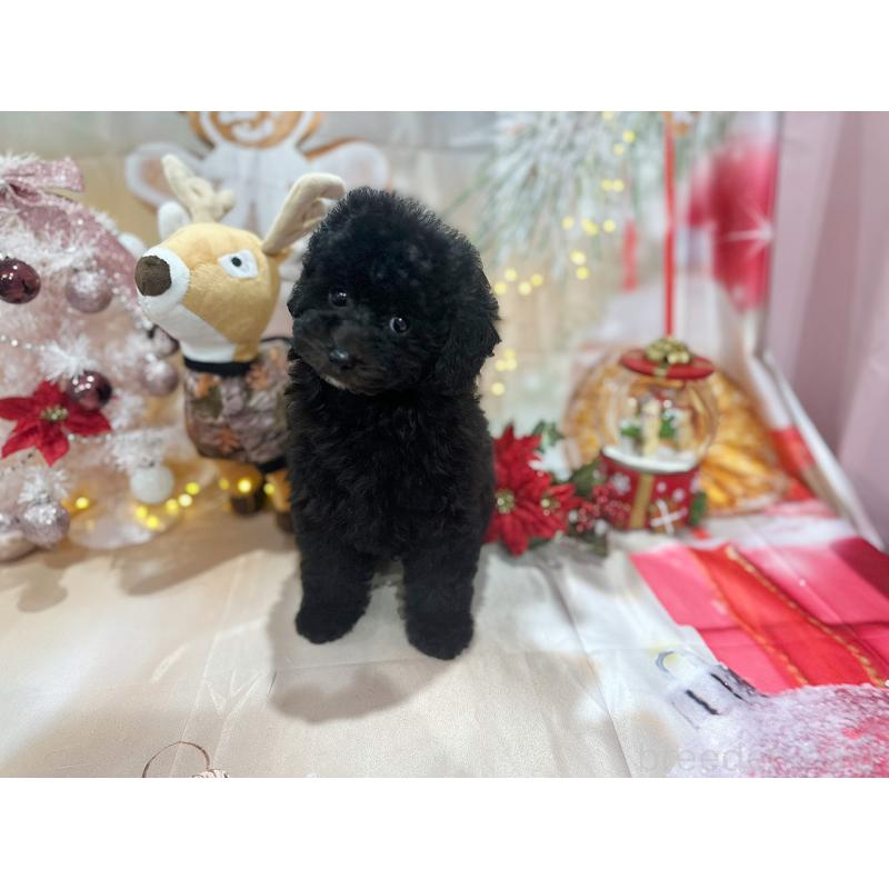 成約済の京都府のトイプードル-415536の11枚目