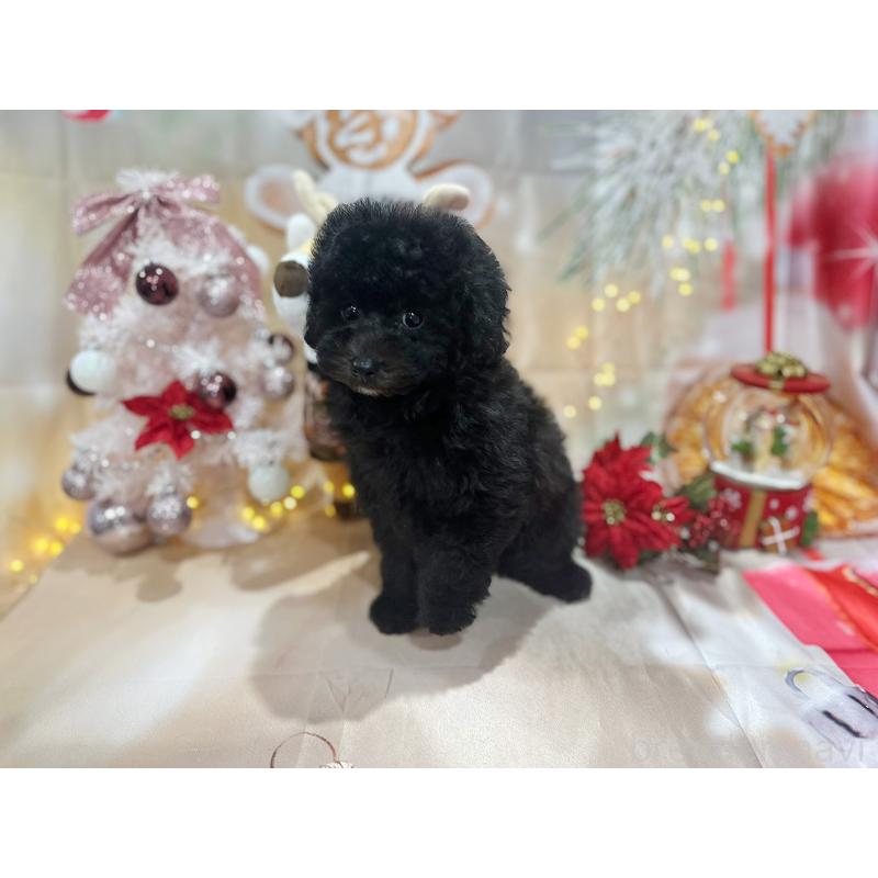 成約済の京都府のトイプードル-415536の10枚目