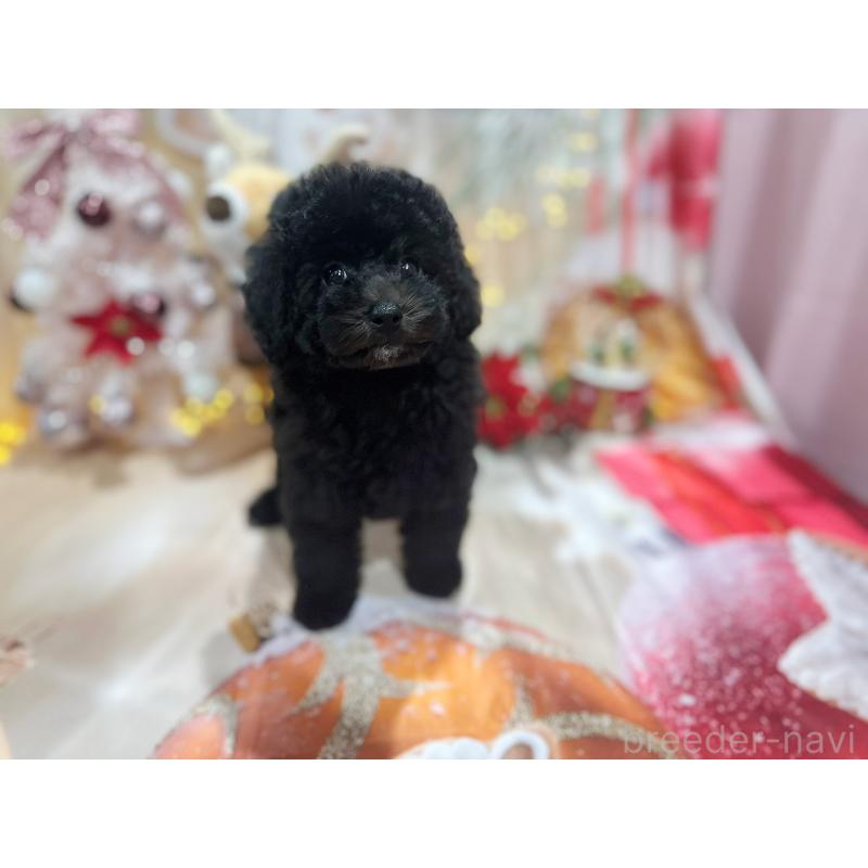 成約済の京都府のトイプードル-415536の8枚目