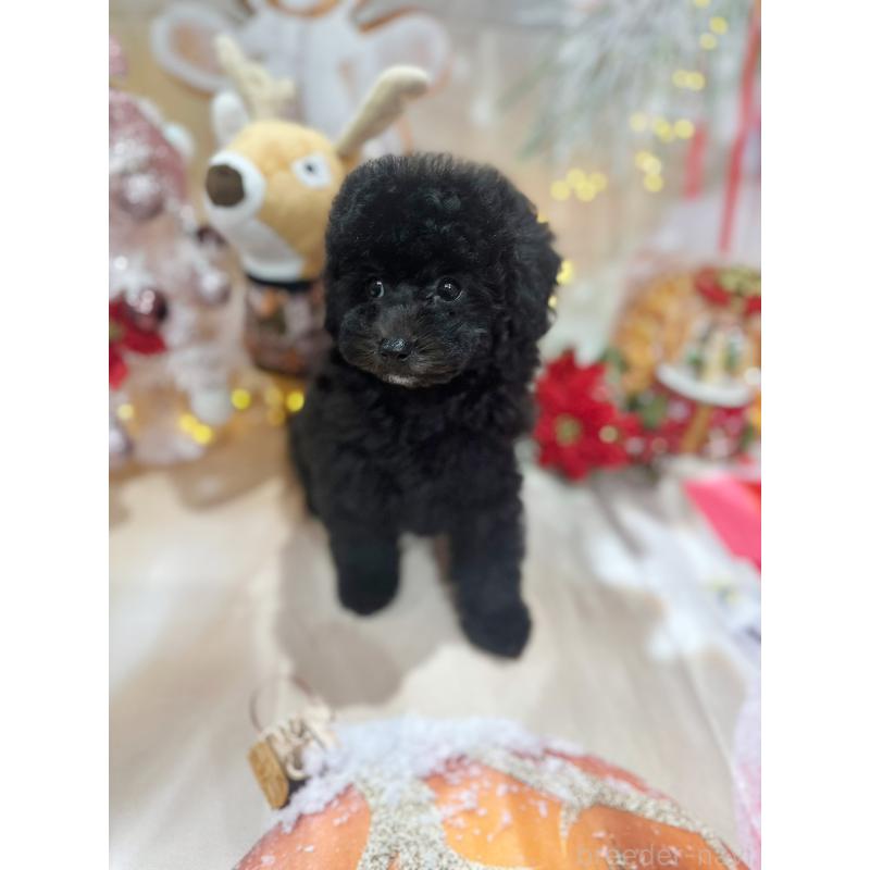 成約済ののトイプードル-415536