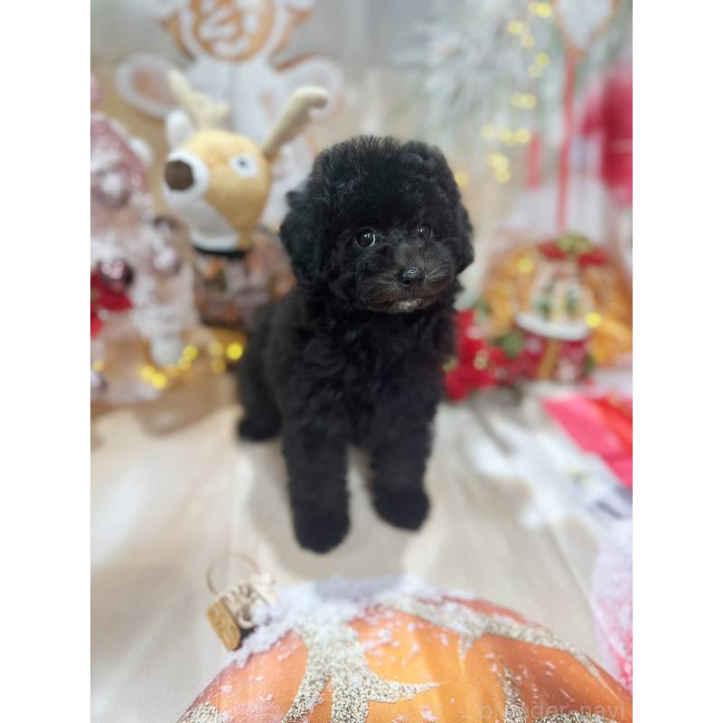 成約済の京都府のトイプードル-415536の7枚目