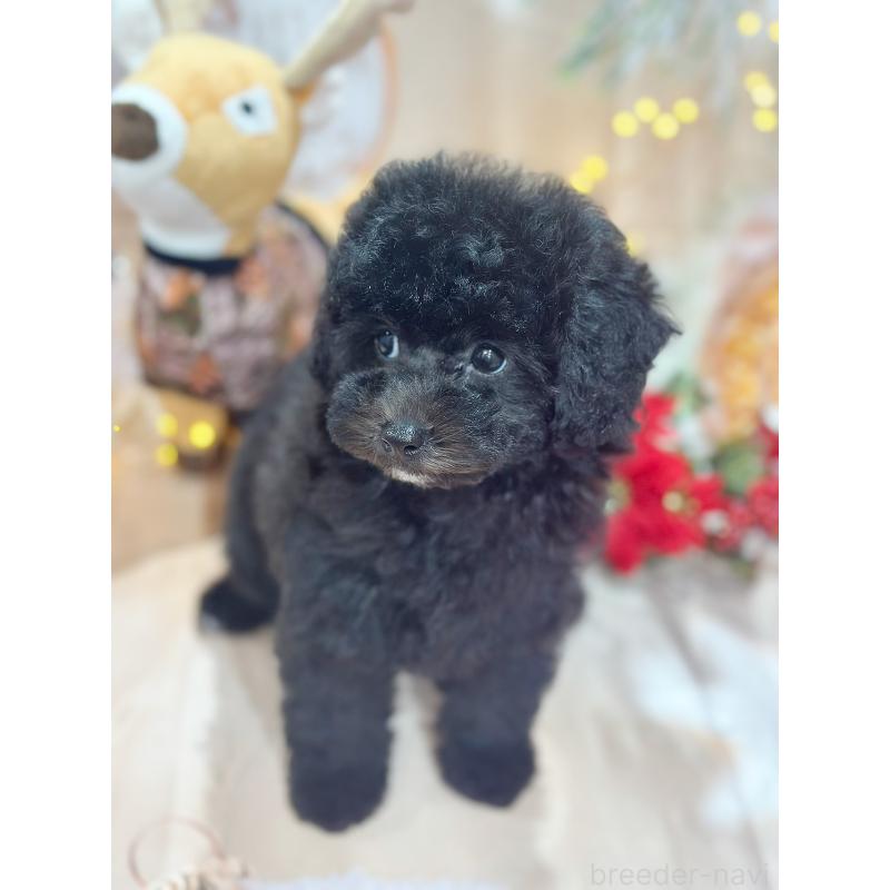 成約済の京都府のトイプードル-415536の6枚目