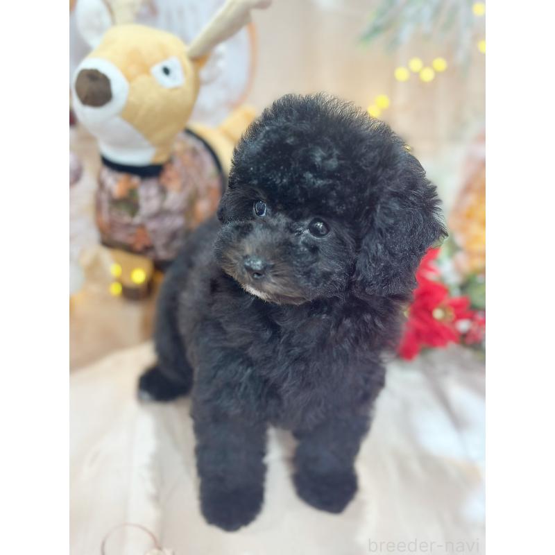 成約済の京都府のトイプードル-415536の5枚目