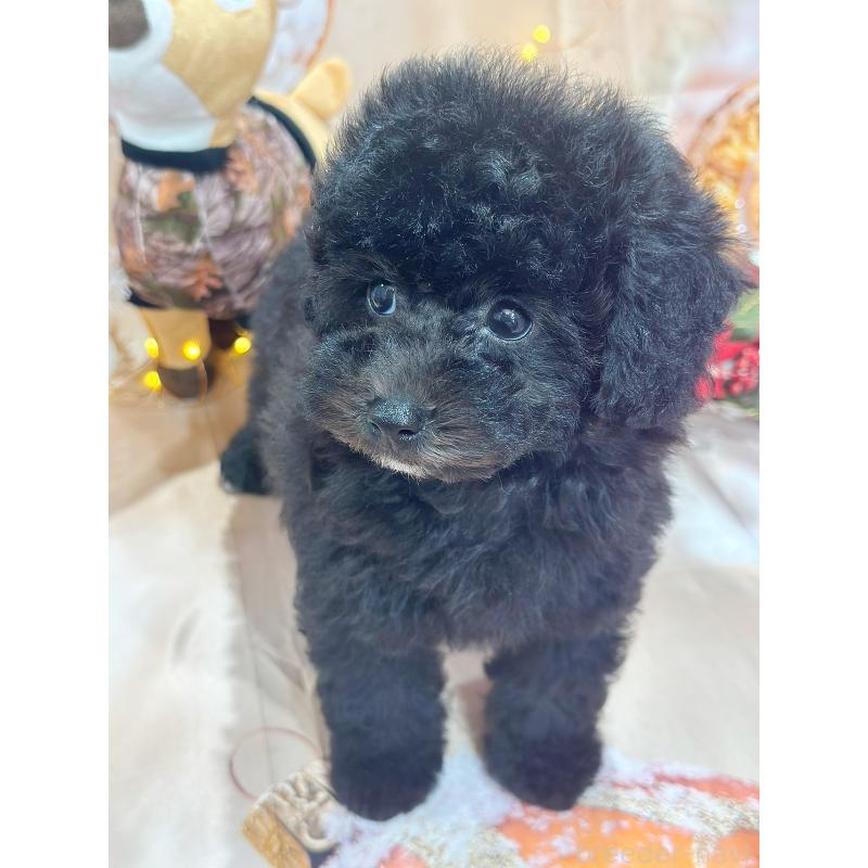 成約済の京都府のトイプードル-415536の4枚目