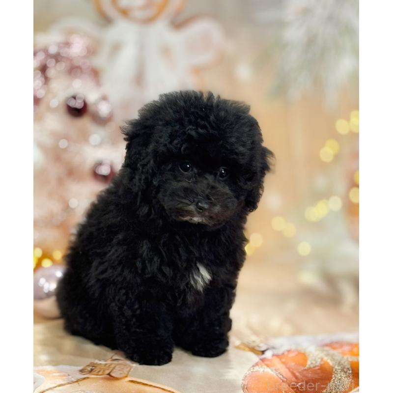 成約済の京都府のトイプードル-415534の18枚目