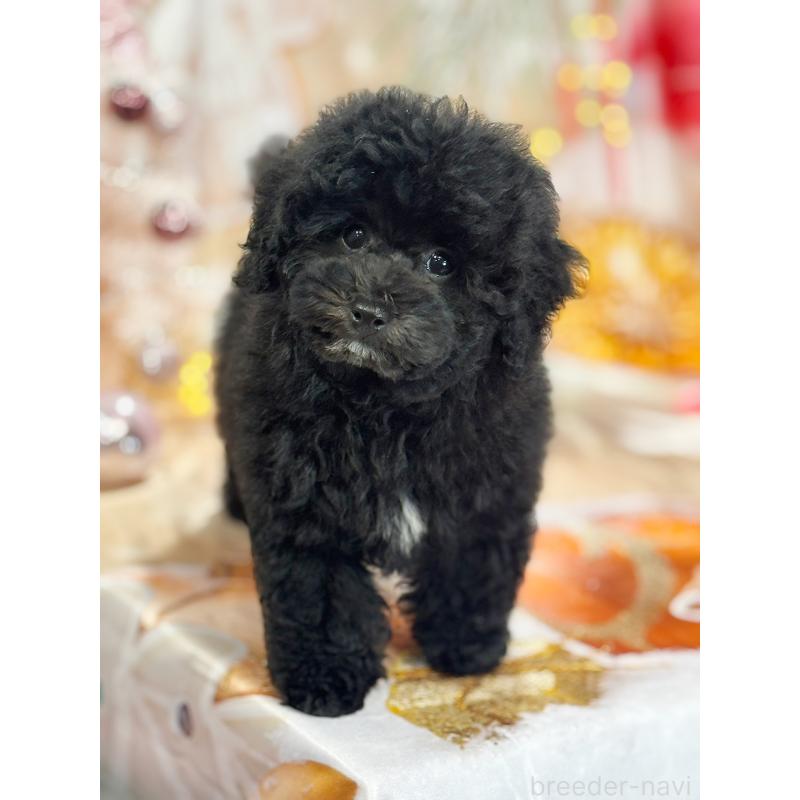 成約済の京都府のトイプードル-415534の17枚目