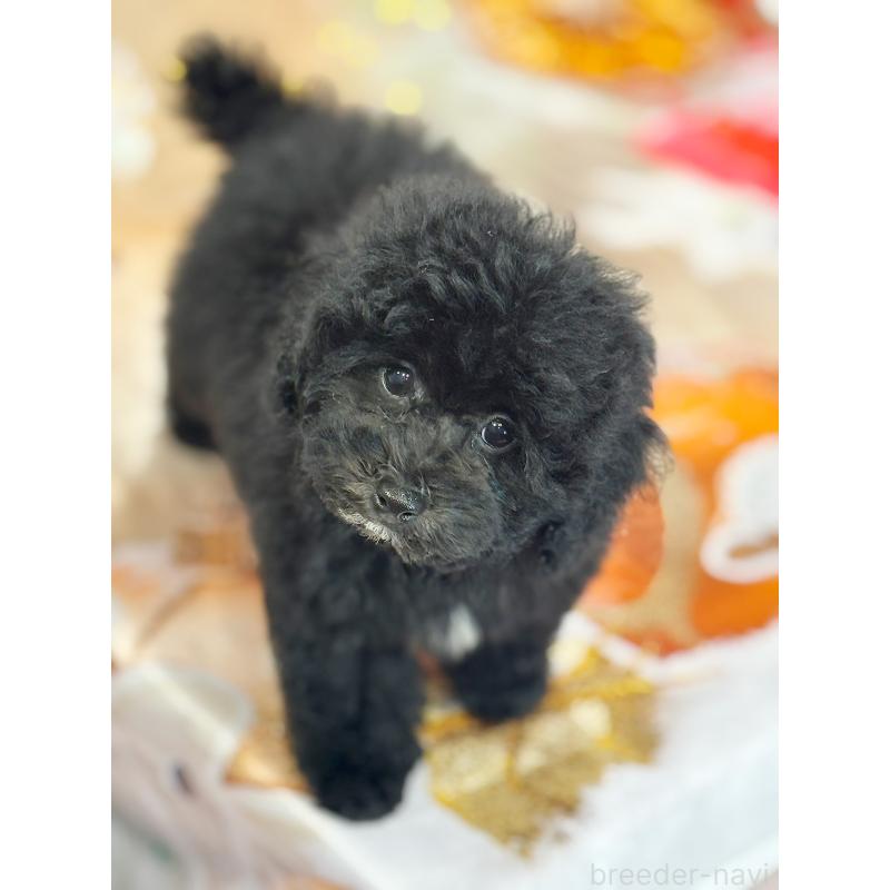 成約済の京都府のトイプードル-415534の16枚目