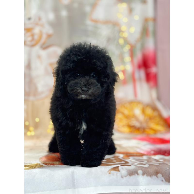 成約済の京都府のトイプードル-415534の14枚目