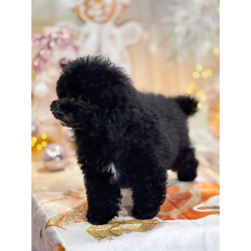 成約済の京都府のトイプードル-415534の13枚目