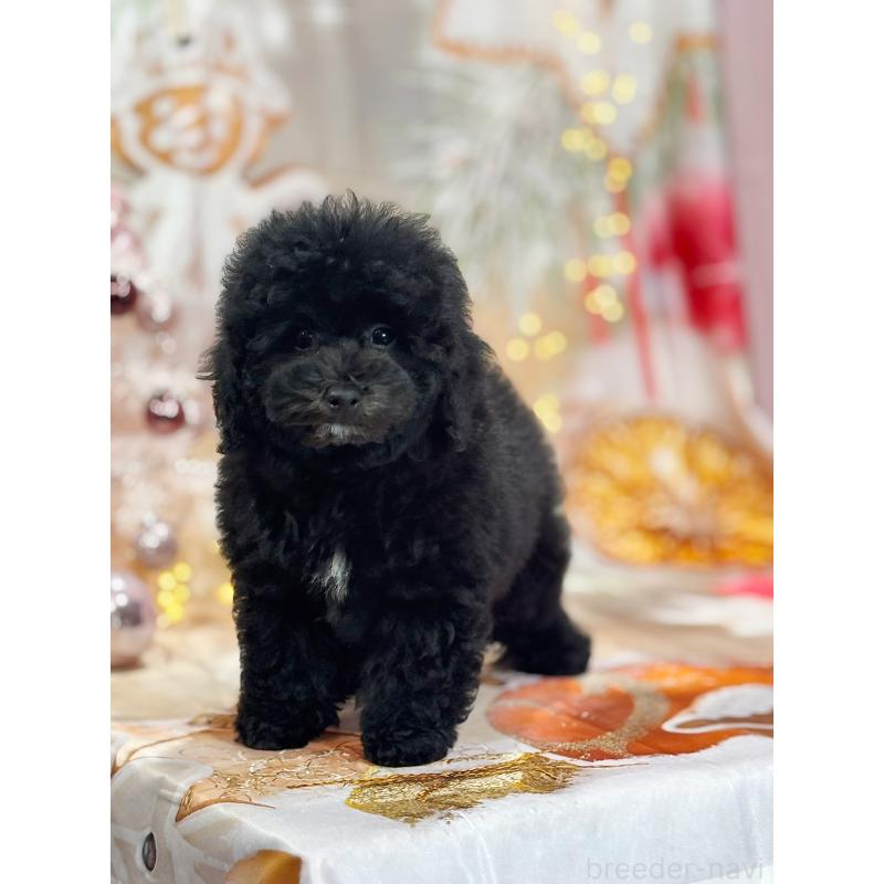 成約済の京都府のトイプードル-415534の12枚目