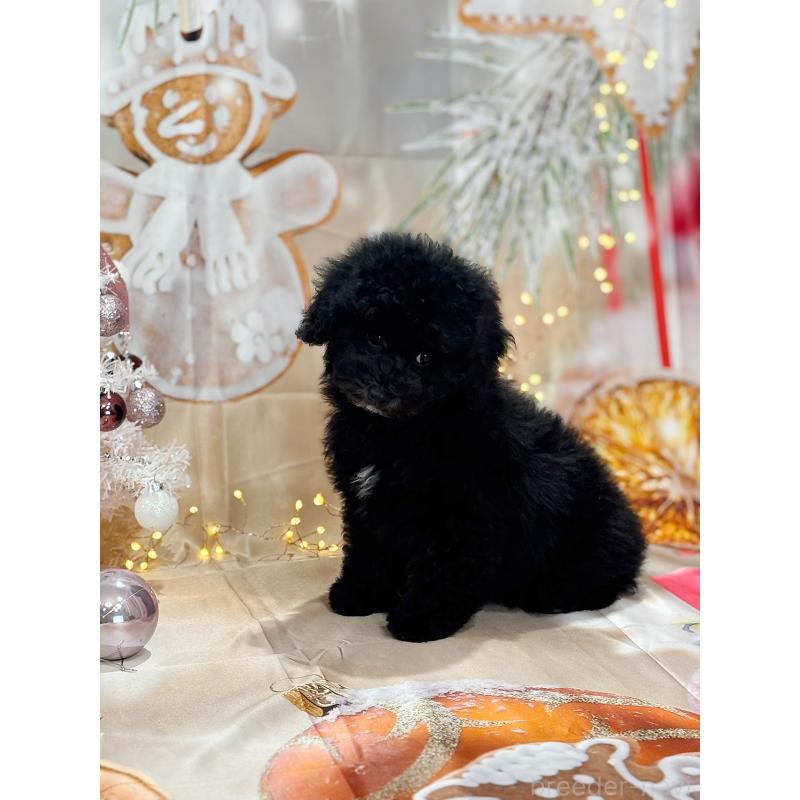 成約済の京都府のトイプードル-415534の11枚目