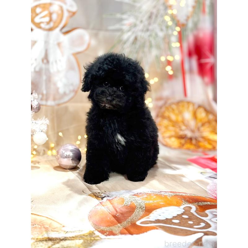 成約済の京都府のトイプードル-415534の10枚目