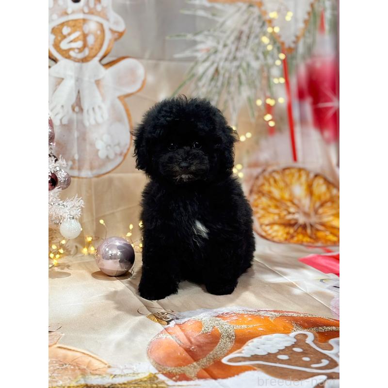 成約済の京都府のトイプードル-415534の9枚目