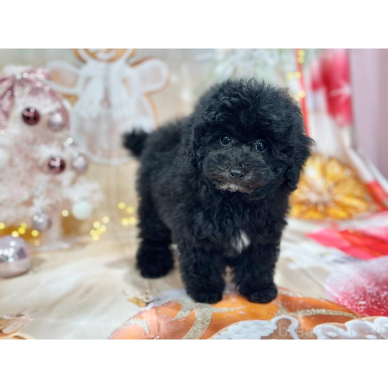 成約済の京都府のトイプードル-415534の8枚目