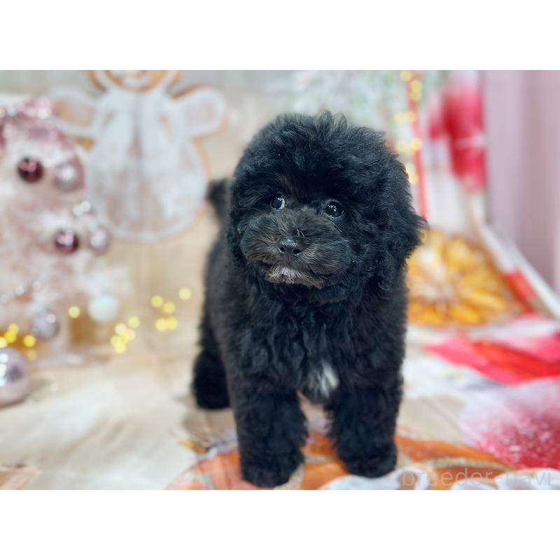 成約済の京都府のトイプードル-415534の7枚目