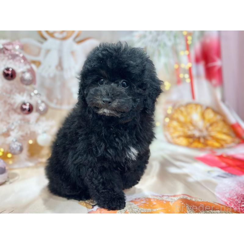 成約済の京都府のトイプードル-415534の6枚目