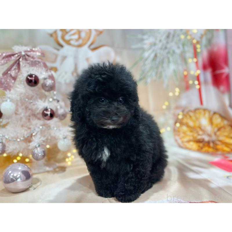 成約済の京都府のトイプードル-415534の5枚目