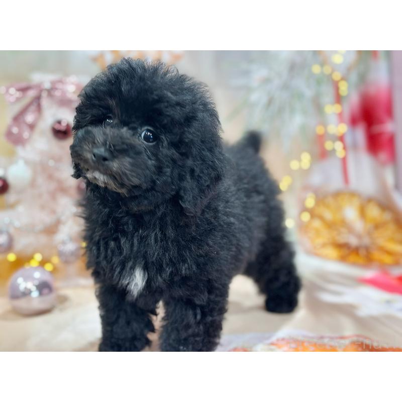 成約済の京都府のトイプードル-415534の4枚目