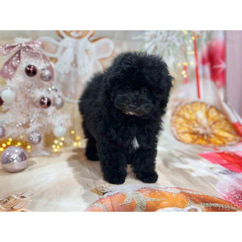 成約済の京都府のトイプードル-415534の3枚目