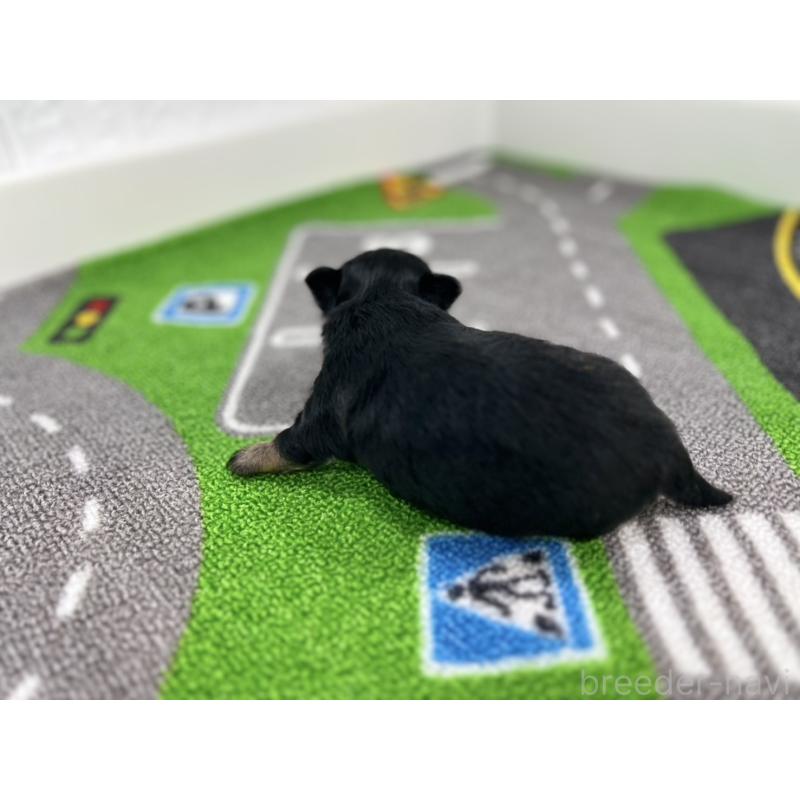 販売中の愛知県のチワワ(ロングコート)-425897の6枚目