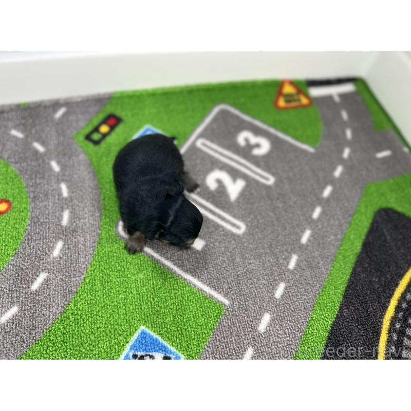 販売中の愛知県のチワワ(ロングコート)-425897の5枚目