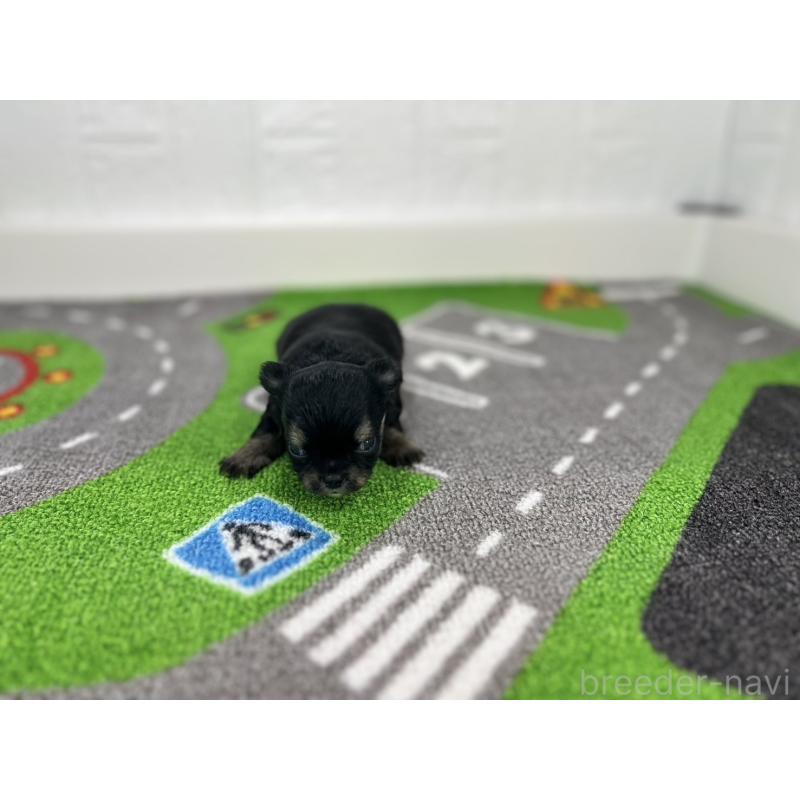 販売中の愛知県のチワワ(ロングコート)-425897の4枚目