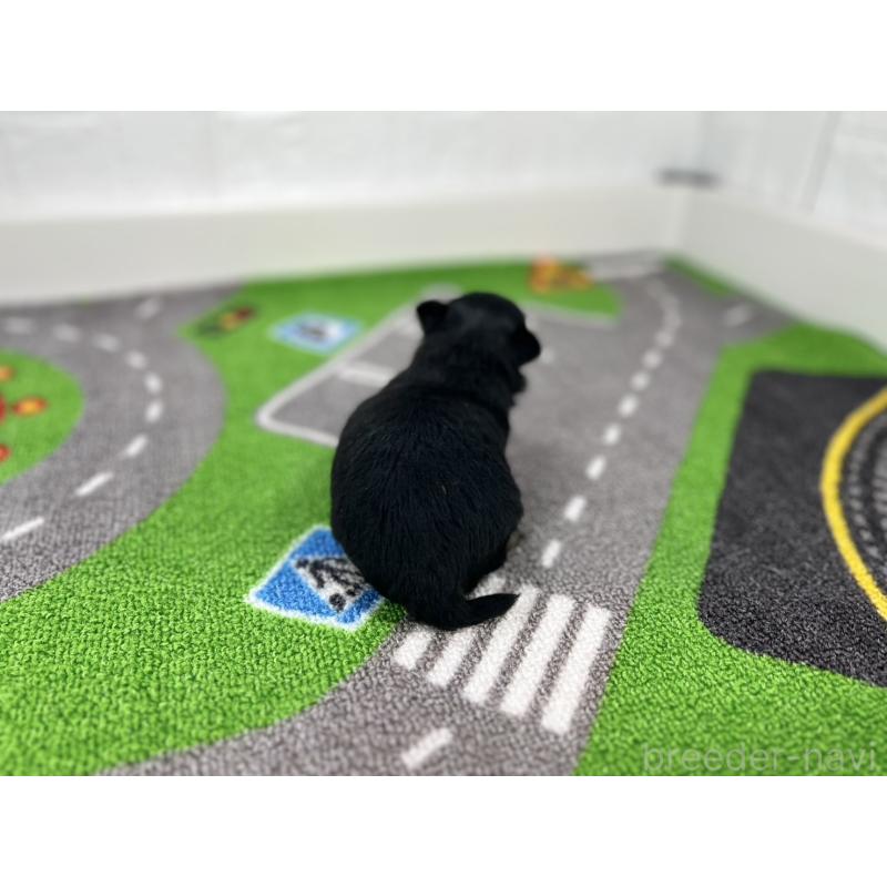 販売中の愛知県のチワワ(ロングコート)-425897の3枚目