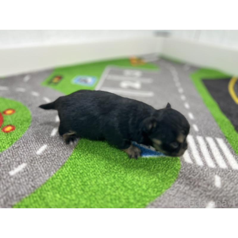 販売中の愛知県のチワワ(ロングコート)-425897の2枚目