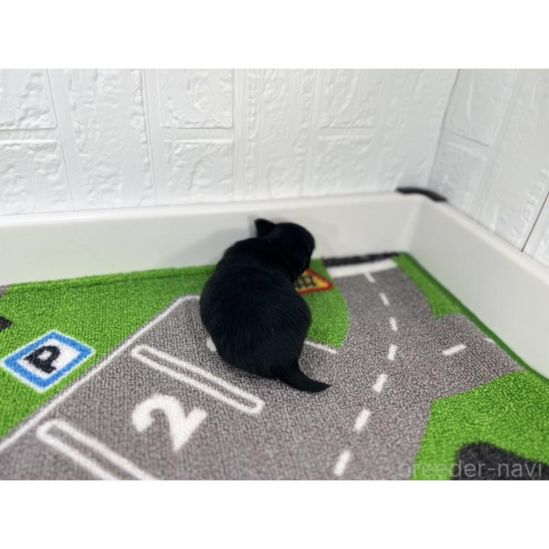 販売中の愛知県のチワワ(ロングコート)-425898の6枚目