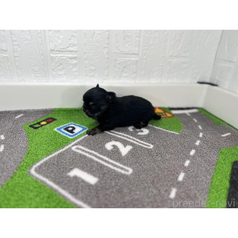 販売中の愛知県のチワワ(ロングコート)-425898の5枚目