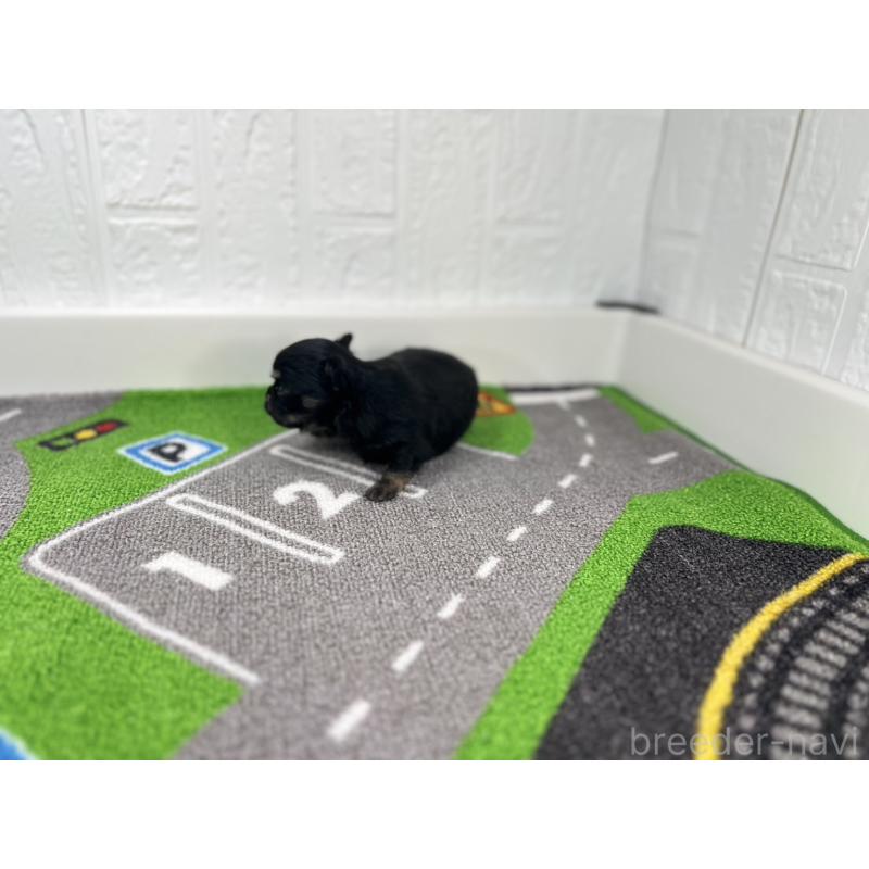 販売中の愛知県のチワワ(ロングコート)-425898の4枚目