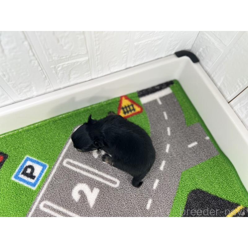 販売中の愛知県のチワワ(ロングコート)-425898の3枚目