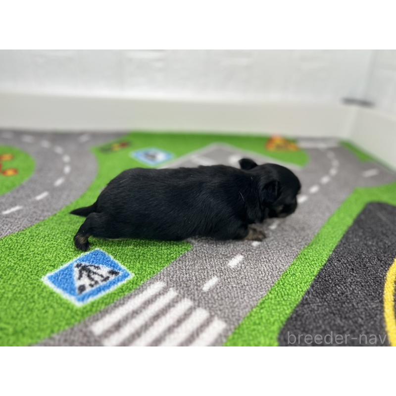 販売中の愛知県のチワワ(ロングコート)-425898の2枚目