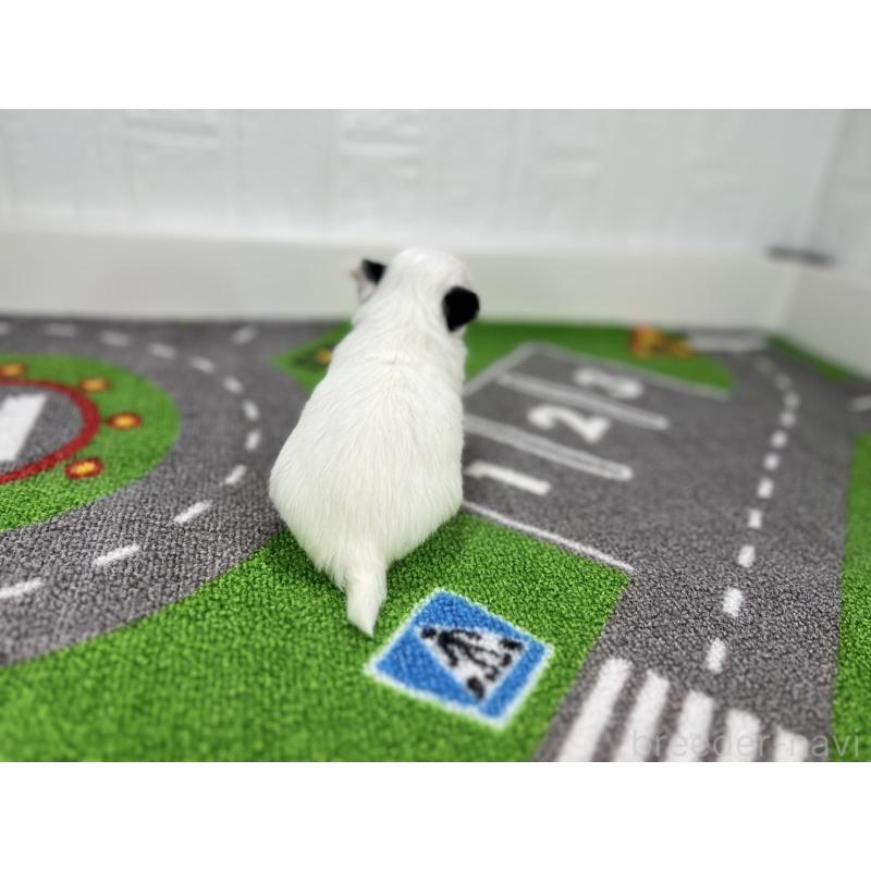 販売中の愛知県のチワワ(ロングコート)-425899の6枚目