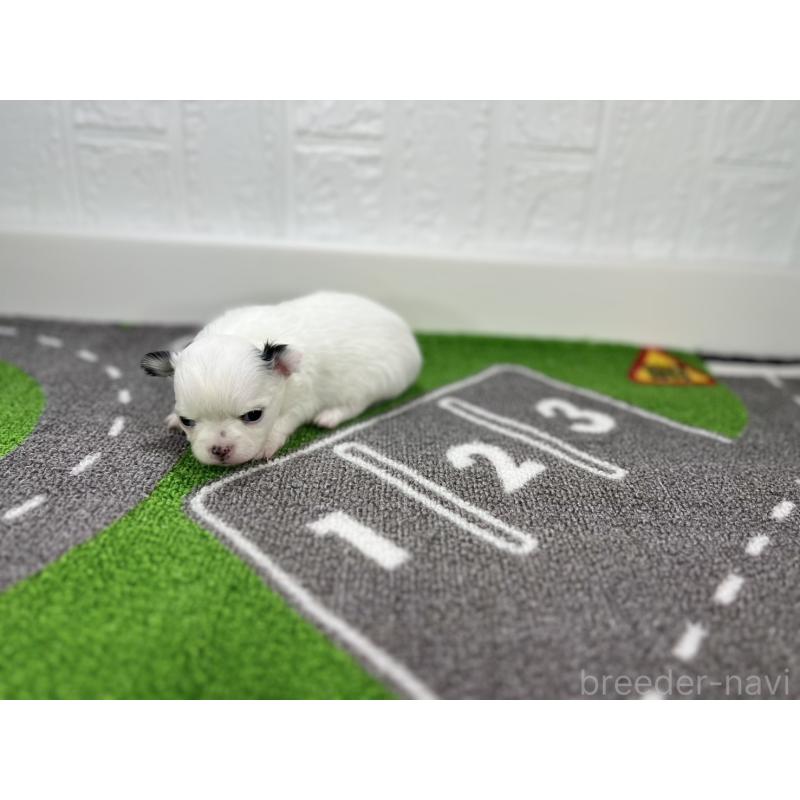 販売中の愛知県のチワワ(ロングコート)-425899の5枚目