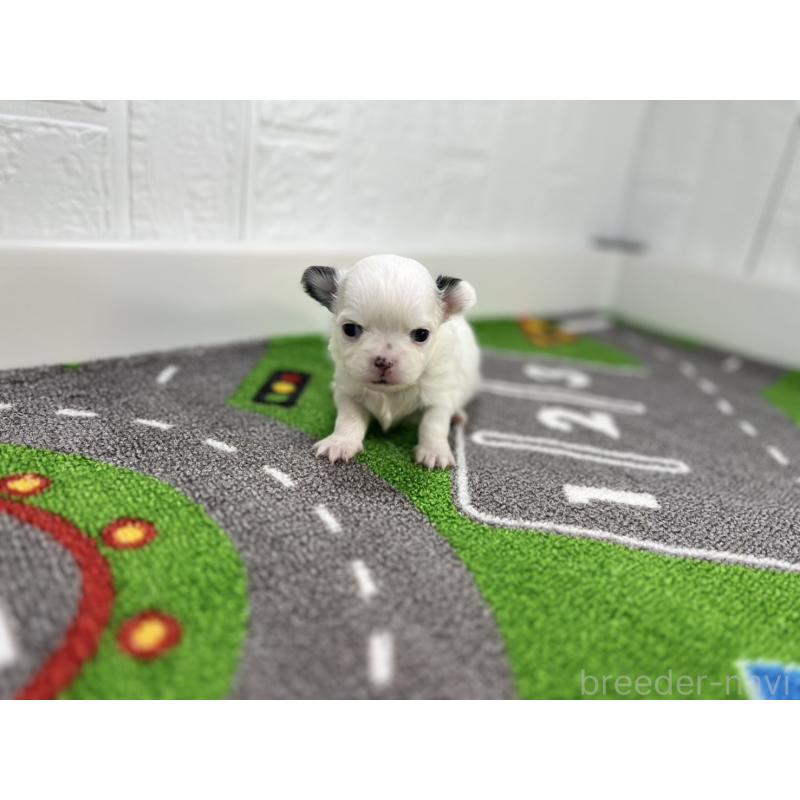 販売中の愛知県のチワワ(ロングコート)-425899の4枚目