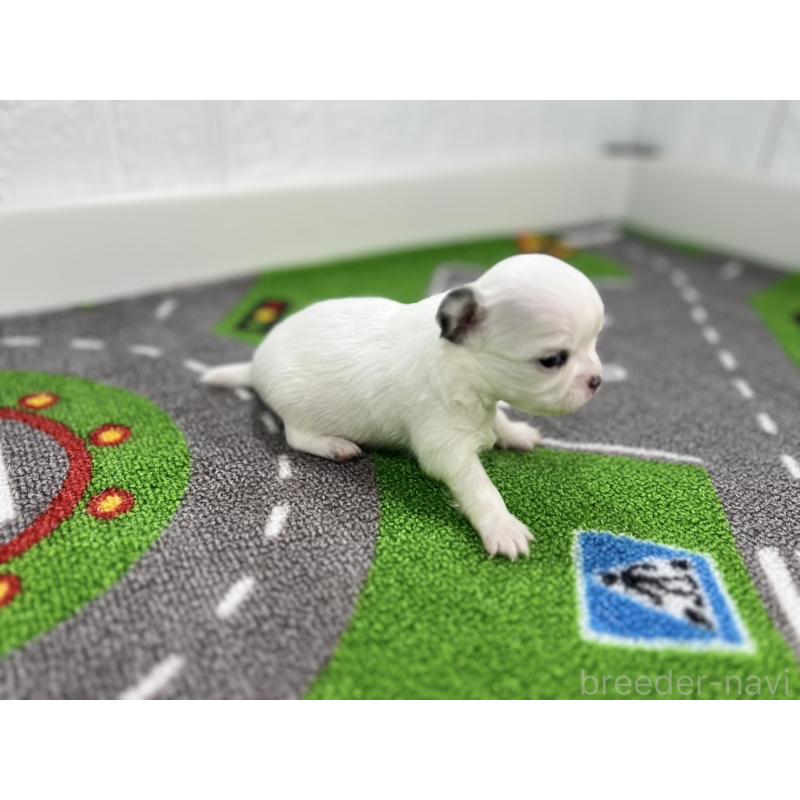 販売中の愛知県のチワワ(ロングコート)-425899の3枚目