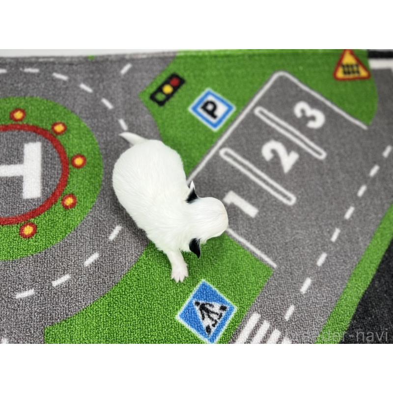 販売中の愛知県のチワワ(ロングコート)-425899の2枚目