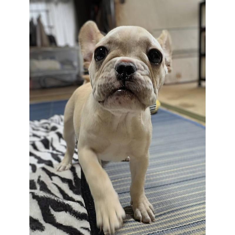成約済の愛媛県のフレンチブルドッグ-412306の15枚目