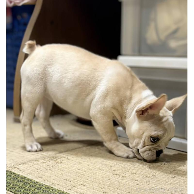 成約済の愛媛県のフレンチブルドッグ-412306の14枚目