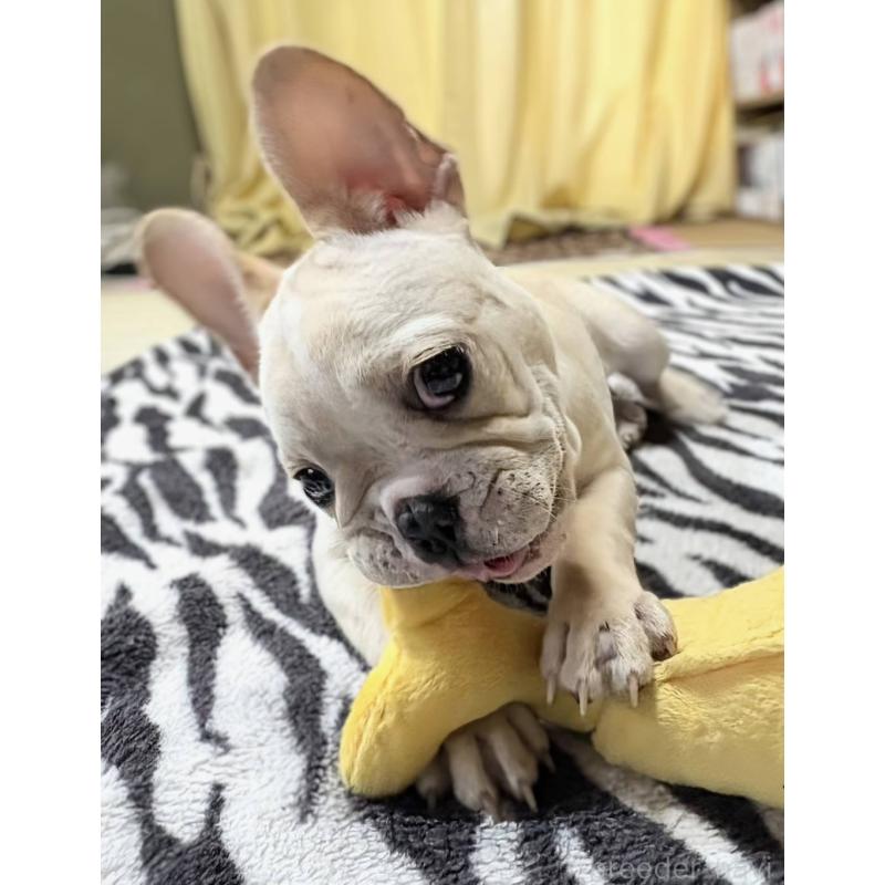 成約済の愛媛県のフレンチブルドッグ-412306の13枚目