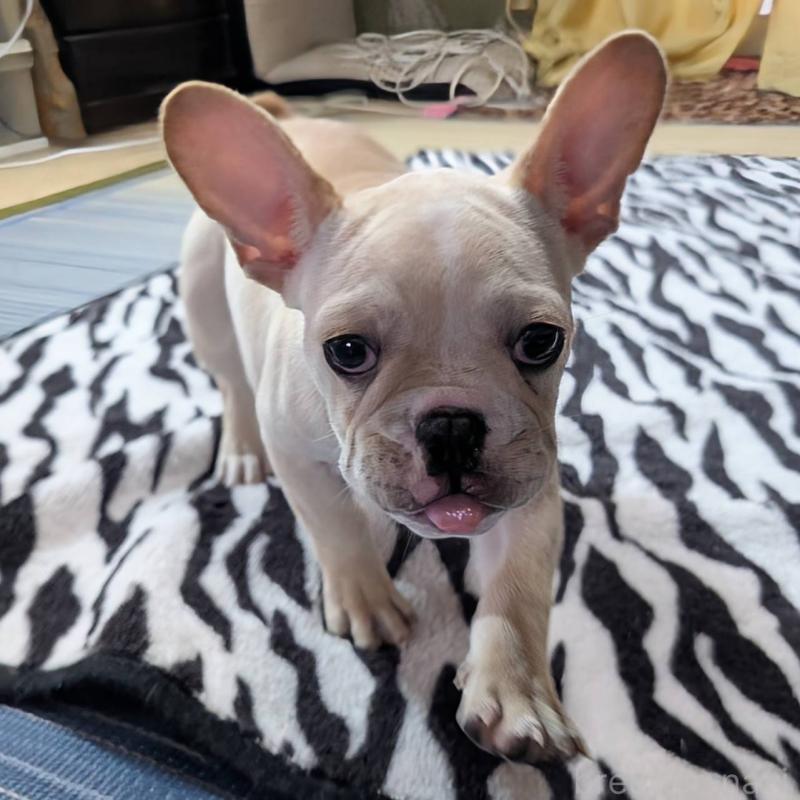 成約済の愛媛県のフレンチブルドッグ-412306の12枚目