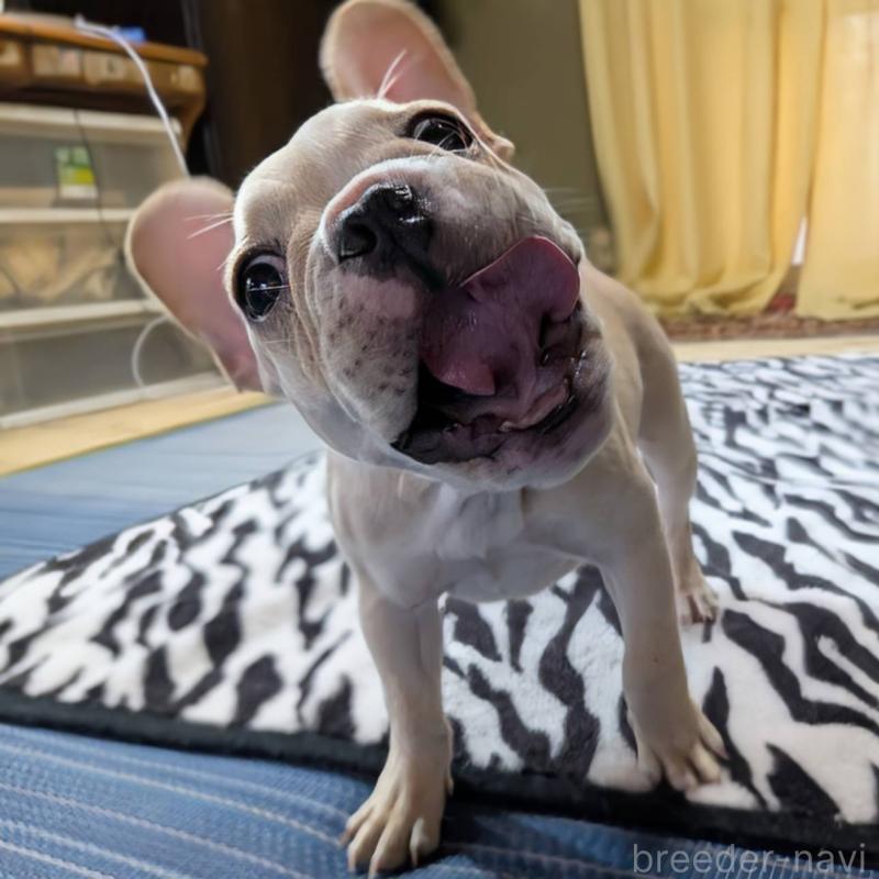 成約済の愛媛県のフレンチブルドッグ-412306の11枚目
