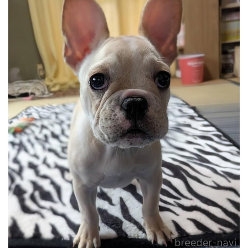 成約済の愛媛県のフレンチブルドッグ-412306の10枚目