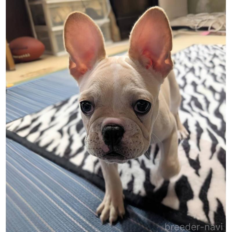 成約済の愛媛県のフレンチブルドッグ-412306の9枚目
