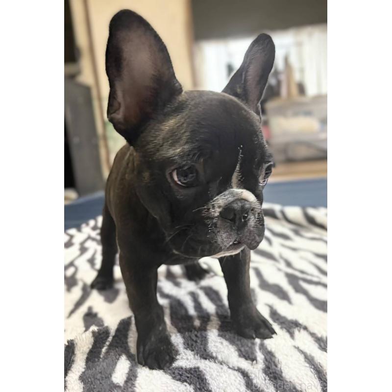 成約済の愛媛県のフレンチブルドッグ-412301の16枚目