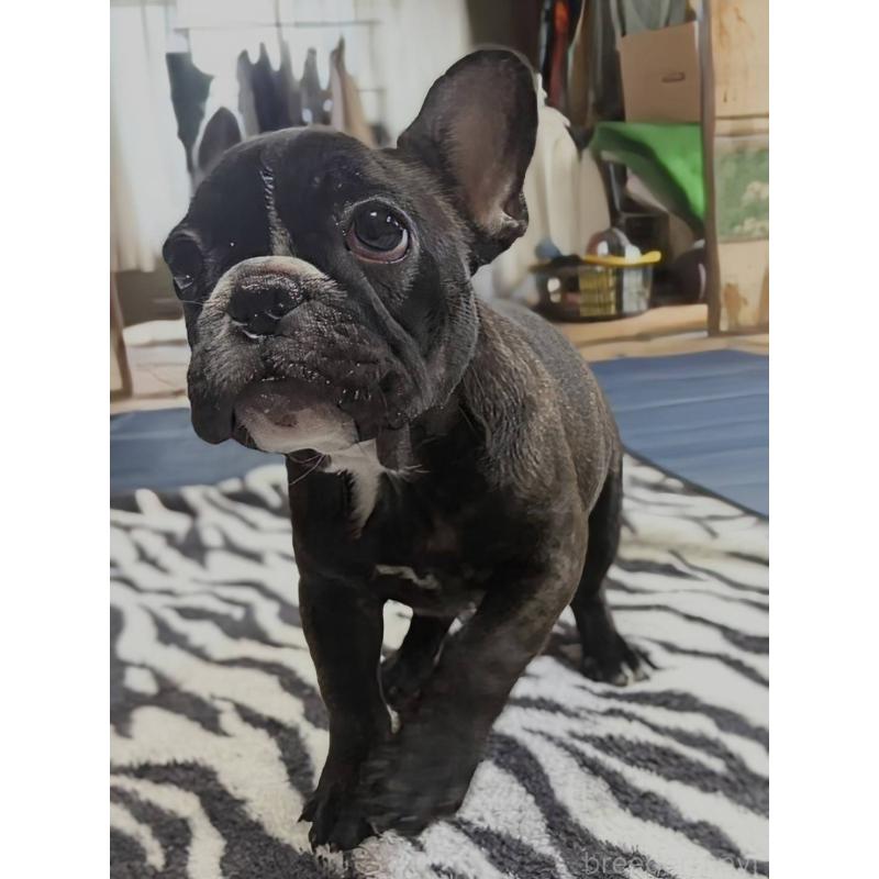 成約済の愛媛県のフレンチブルドッグ-412301の15枚目